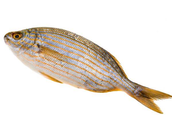 SARPA