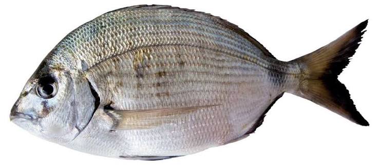 SARGOZ